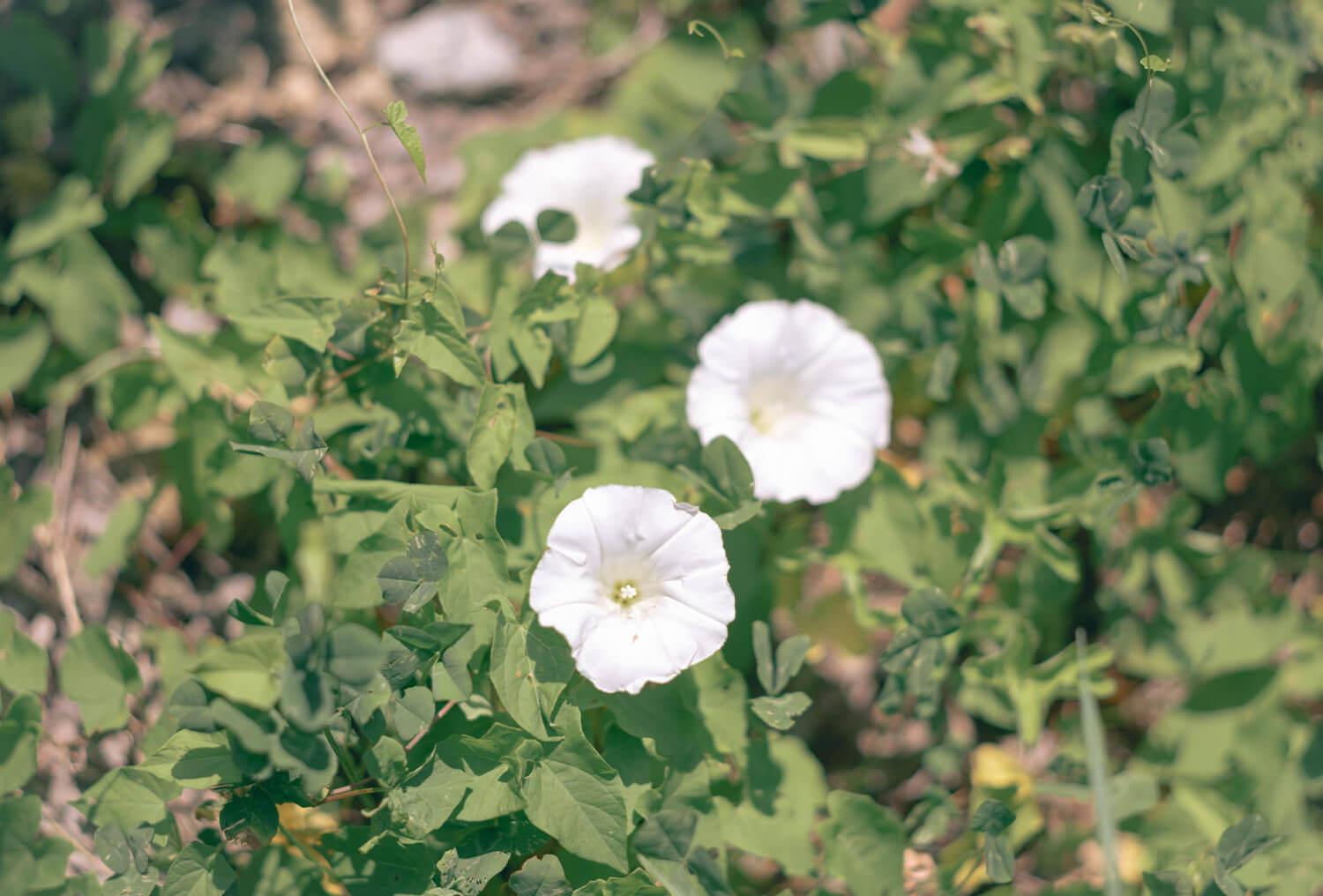ヘアスタイル 2024 夏