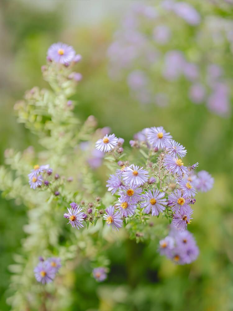 ヘアスタイル 2025 秋 09